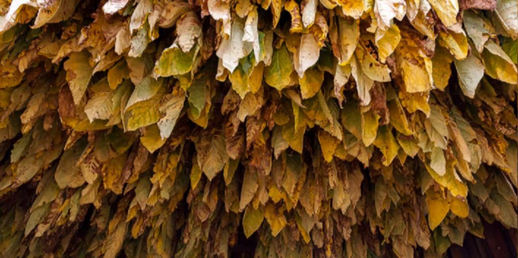 Fine-cut tobacco leaves drying in the sun