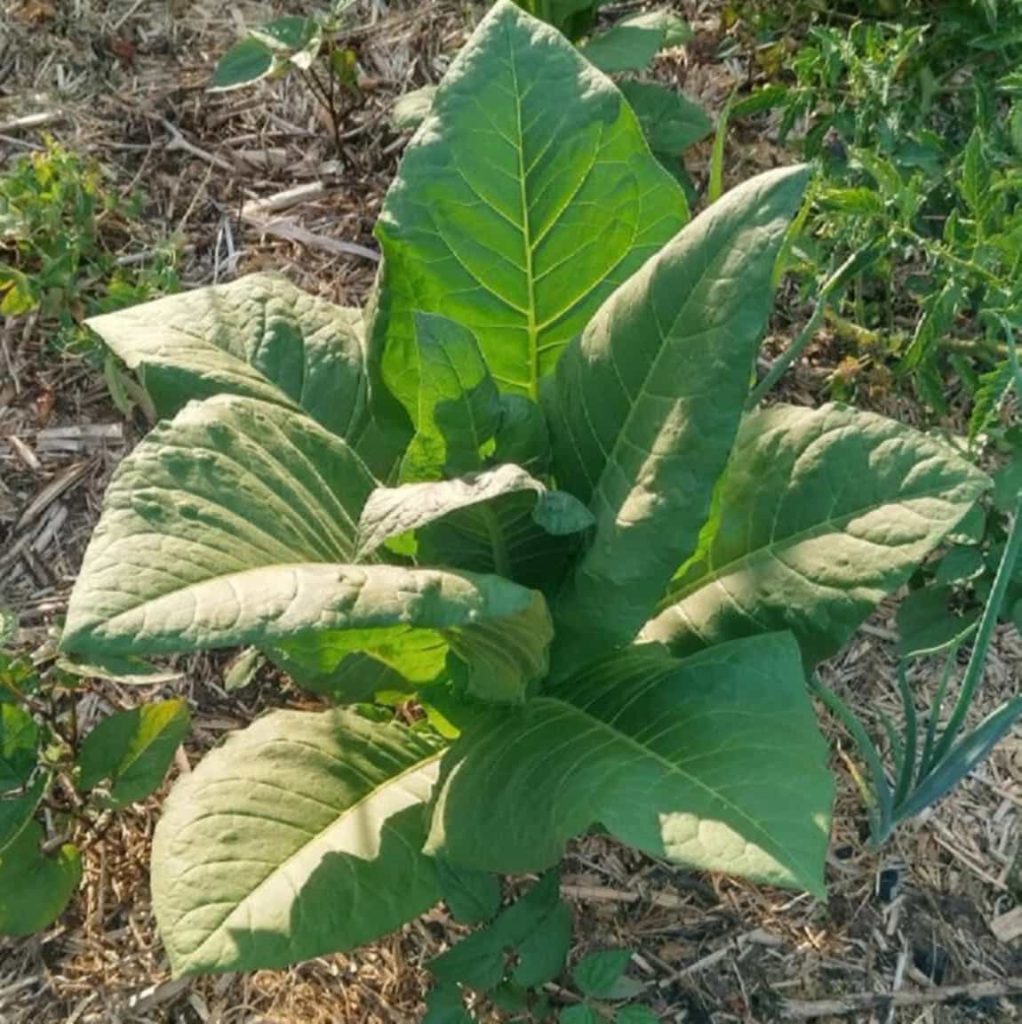 A lone Oriental tobacco plant, basking under the relentless sun, in a verdant field.